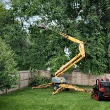 How Our Tree Care Process Works  in  Hanscom Af, MA