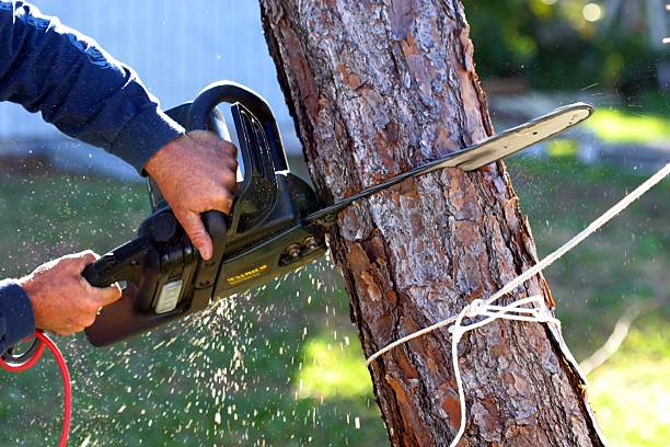 Best Tree Removal Service  in Hanscom Af, MA